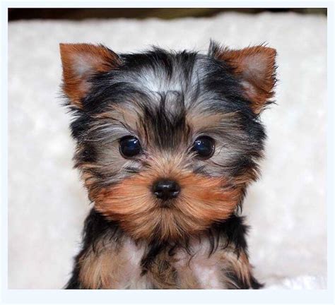 Mini yorkie for sale near me - How much do Yorkshire Terrier puppies cost in Tulsa, OK? The typical price for Yorkshire Terrier puppies for sale in Tulsa, OK may vary based on the breeder and individual puppy. On average, Yorkshire Terrier puppies from a breeder in Tulsa, OK may range in price from $1,550 to $3,000. ….